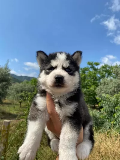 Sibirya Kurdu Yavrularimiz