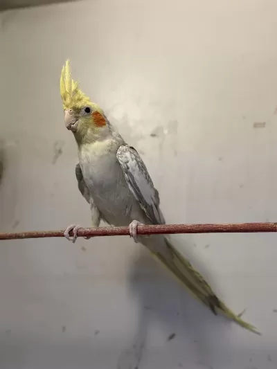 Ele Kola Aliştirmalik Sultan Papağanlari