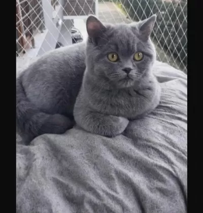 Maya Adlı British Shorthair Kızımız