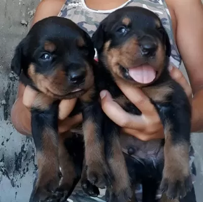 Sağlıklı Rottweiler Yavrular