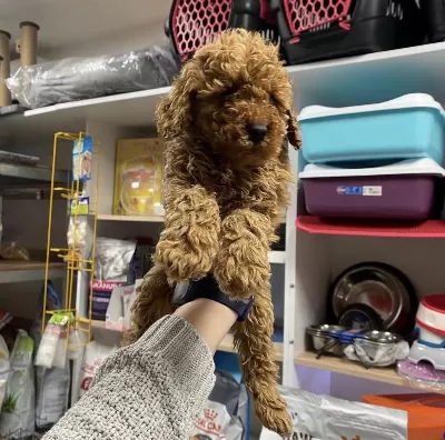 Toy Poodle Köpekler İçin Ulaşin
