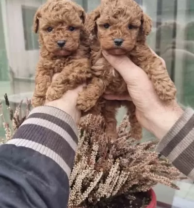 Toy Poodle Cinsi Köpeği