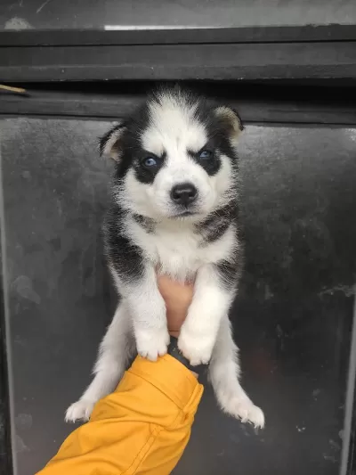 Sibirya Kurdu Köpeklerimiz