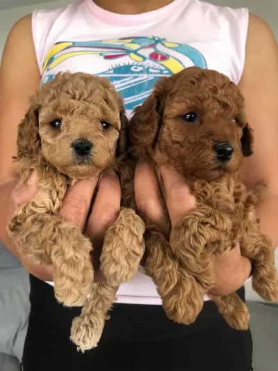 Show Kalite Tea Cup Kore Poodle Yavrularımız