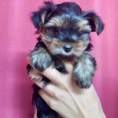 Teacup Yorkshire Yavrular