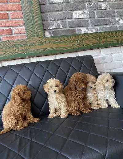 Wc Eğitimli Maltipoo Yavrular Toy Poodle Yavrular Ank