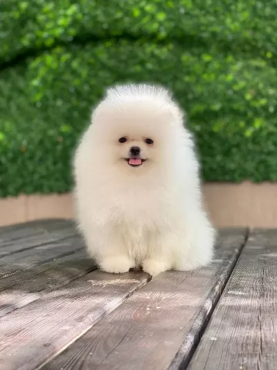 Show Kalite Ayı Suratlı Pomeranian Boo