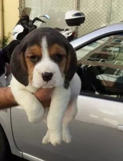 Sağlıklı Beagle Yavrular