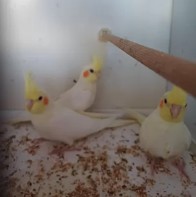 Yavru Lutino Sultan Papağanlar