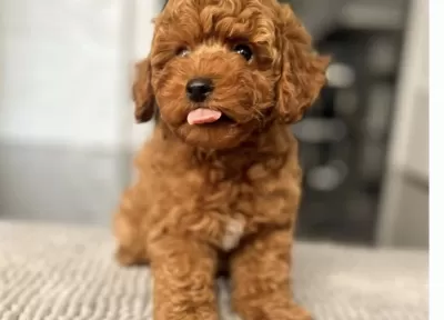 Sağlıklı Toy Poodle Yavrusu