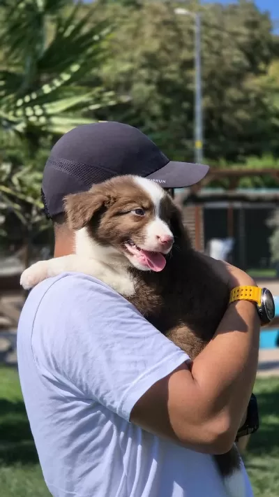 Safkan Border Collie Yavruları Çiftlikten