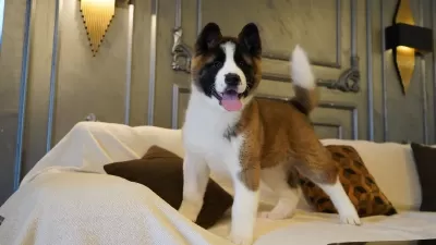 %100 Akita İnu Yavruları Üst Kalite