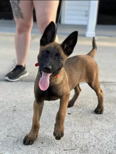 Secereli Belçika Malinois Yavrulari İstanbul
