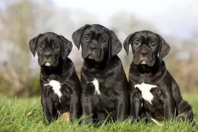 Estetikli Dişi Erkek Cane Corso Yavrular Kapıda Ödeme