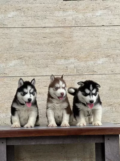 Husky Sibirya Yavrulari