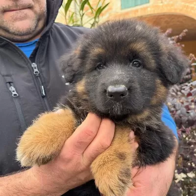 Alman Çoban Köpeği Yavrulari