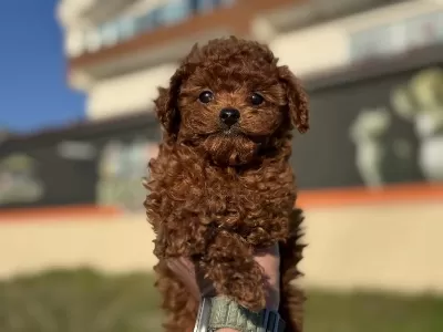Yasal Ruhsatlı Çiftlikde Hazır 10 Adet Toy Poodle