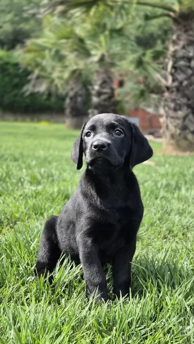 Üst Kalite Labrador Retriever Yavruları Muhteşem Formda