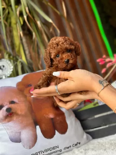 Ankaranın Tek Pet Danışmanlığı