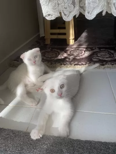 Scottish Fold Güzellikler