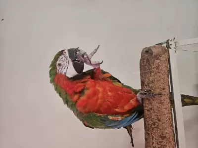 Kafesiyle Birlikte Rubygold Hibrit Macaw
