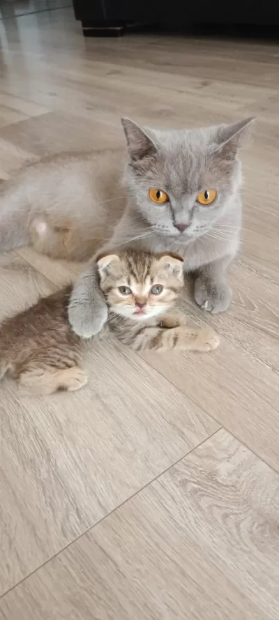 Scottish Fold Kızımız Yeni Yuvasına Gitmeye Hazır