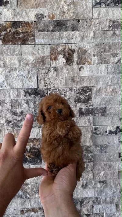 Mikrochipli Red Brown Orjinal Kore Kan Poodle Yavrular