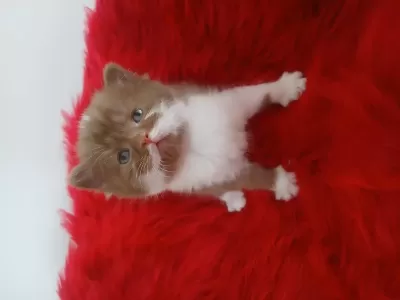 Çikolata British Shorthair Cinnemon Bicolor Ve Fawn