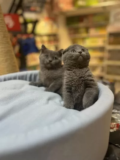 Muhteşem Tam Kapali Kulak Scottish Fold