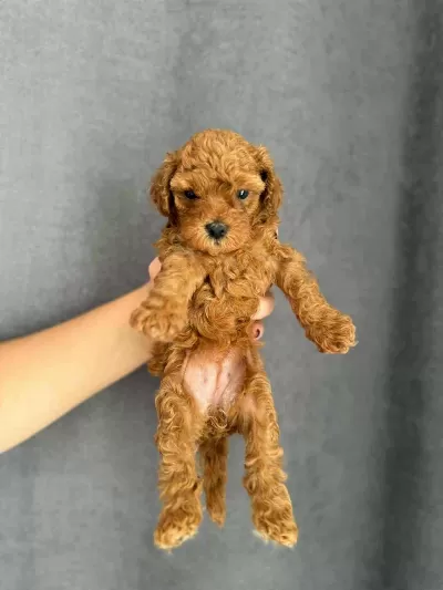 Orjinal Red Brown Baby Face Toy Poodle Yavrular