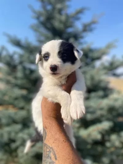 Ankaranın En Kaliteli Border Collie Yavruları