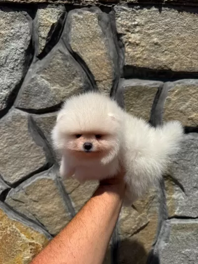 Ankaranın Tek Pet Danışmanlığı