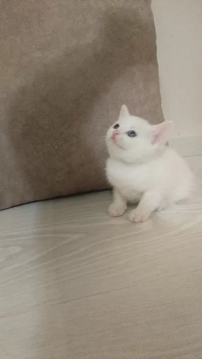 Beyaz British Shorthair Yavrularım