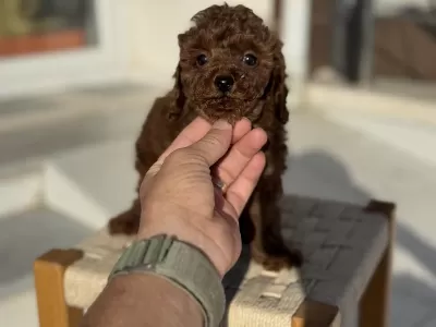 Petmode Köpek Çiftliğinden Tea Cup Kore Poodle