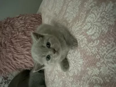 British Shorthair 40 Günlük Erkek