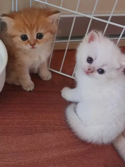 Ny 24 Ny 1112 Safkan British Shorthair