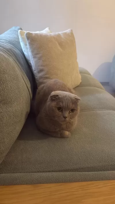 Scottish Fold Kedimiz