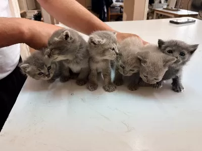 Kedilerimiz Yeni Yuvaları Arıyorlar