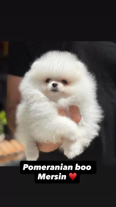Pomeranian Boo Yavrular