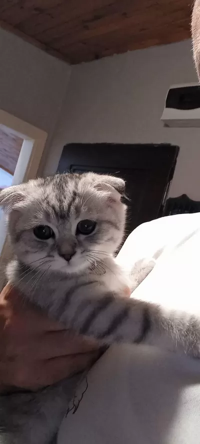 Scottish Fold Kedisi