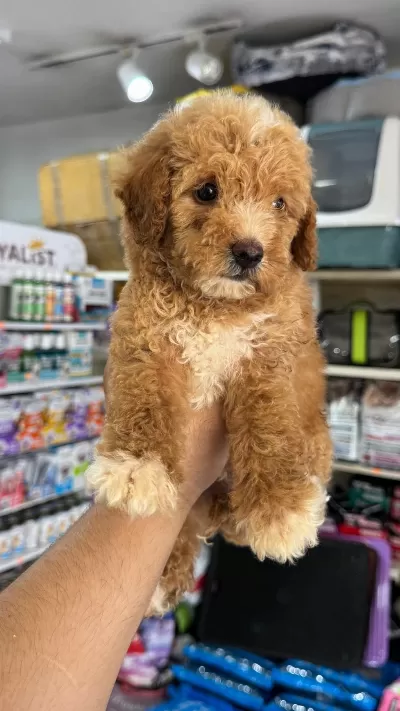 Maltipoo Yavrumuz İlk Aşıları Yapıldı Sağlıklı