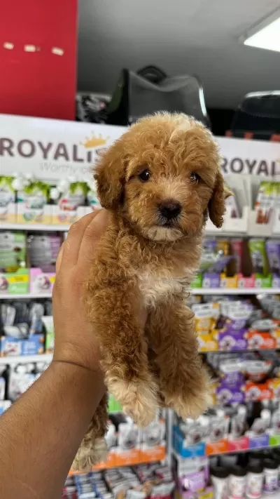 Maltipoo Yavrumuz İlk Aşıları Yapıldı