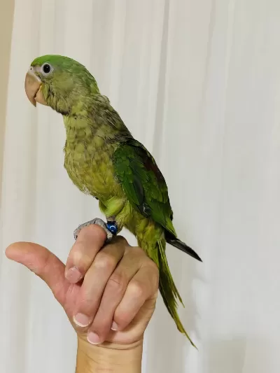 Son Bebek Alexander El Besleme Büyüyor