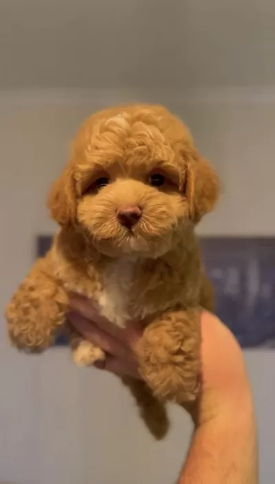 Toy Poodle Yavru Köpeğimiz