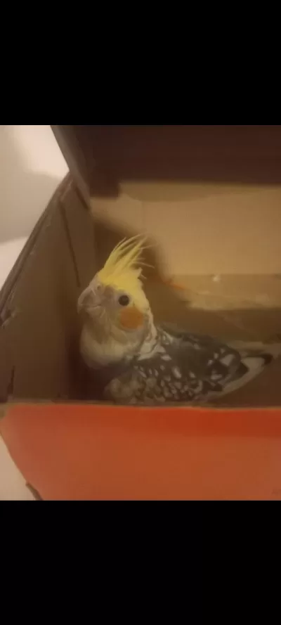 9 Aylik Erkek Sultan Papağanı