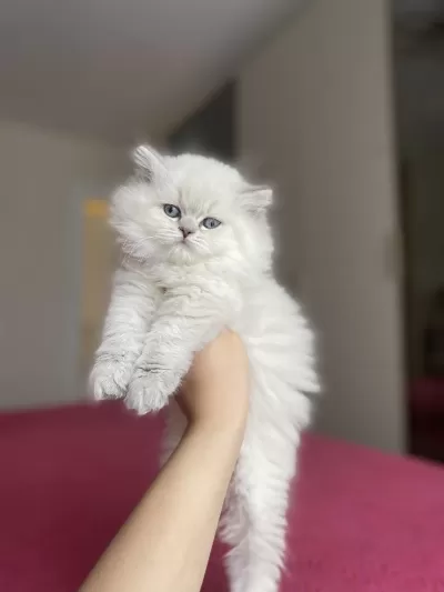 British Longhair Silver Yavrularim