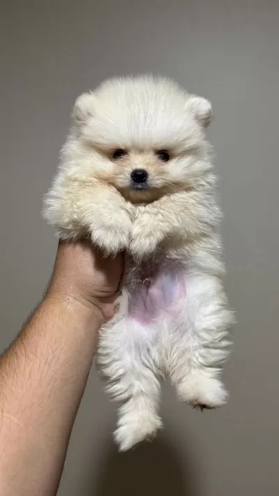 Pomeranian Yavrumuz Kar Beyaz Aşılı Ped Eğitimli
