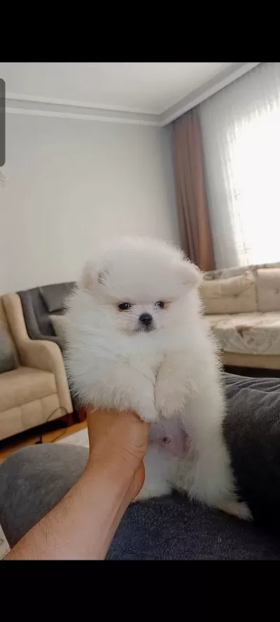Pomeranian Boo Erkek Yavrumuz