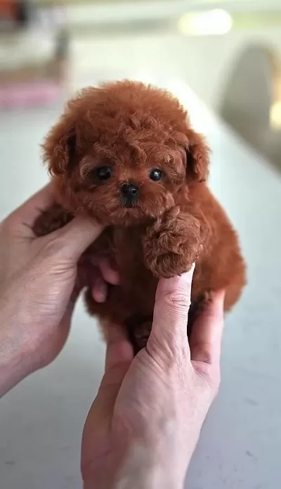 Sağlıklı Toy Poodle Köpeği