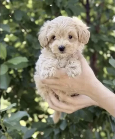 Harika Toy Poodle Yavrumuz